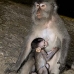 monkey_macaque_balinese_mf_ubud_v_1428_bal5149.jpg